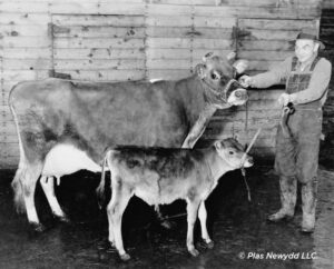 Lea-Zana-and-bull-calf